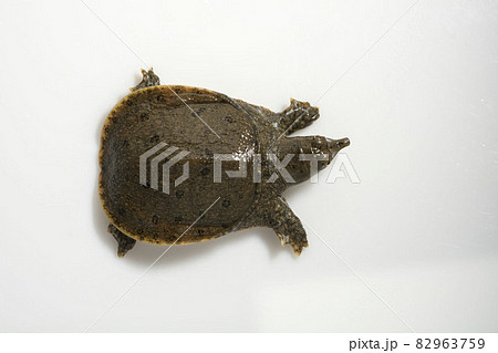 すっぽん スッポン カメ すっぽん スッポン カメ 82963759