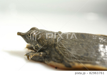 すっぽん スッポン カメ すっぽん スッポン カメ 82963761