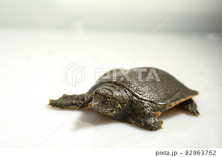 すっぽん　スッポン　カメ 82963762