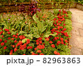 マリーゴールドのお庭 82963863