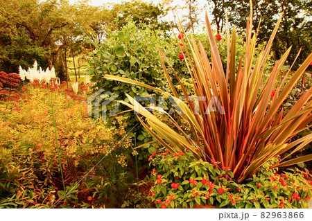 ドラセナのお庭 82963866