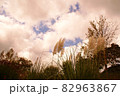 ススキ 82963867