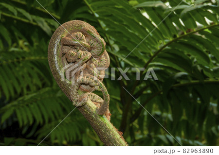 歯朶の葉の幼生風景 82963890