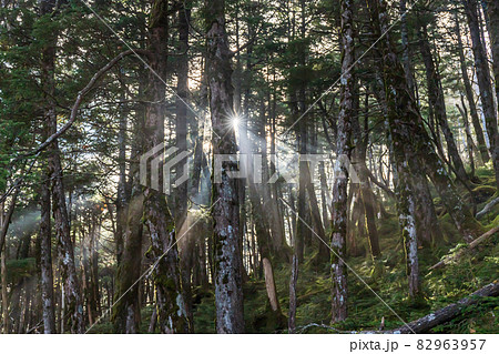 麦草峠トレッキング 82963957