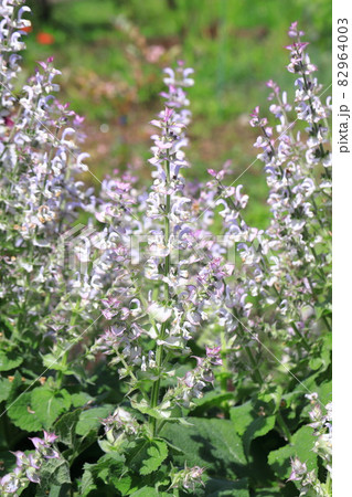 クラリセージ(オニサルビア)の花 クラリセージ(オニサルビア)の花 82964003