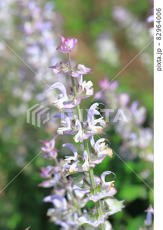 クラリセージ(オニサルビア)の花 クラリセージ(オニサルビア)の花 82964006