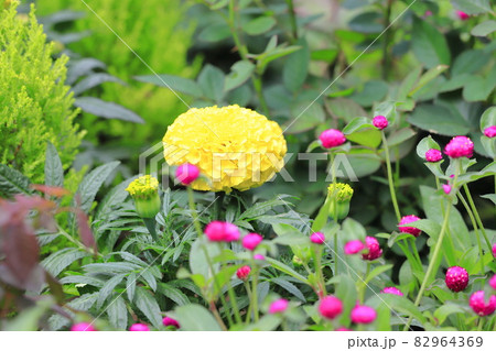 大きなマリーゴールドとセンニチコウの花 大きなマリーゴールドとセンニチコウの花 82964369