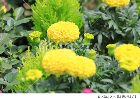大きなマリーゴールドの花 大きなマリーゴールドの花 82964371
