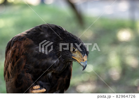 モモアカノスリのクチバシ【ハリスホークの眼光】 モモアカノスリのクチバシ【ハリスホークの眼光】 82964726