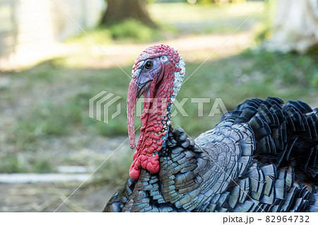 七面鳥の頭部【朝の斜光を受けての散策】 七面鳥の頭部【朝の斜光を受けての散策】 82964732