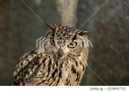 虹彩が鮮やかなアフリカワシミミズク【小型哺乳類】 虹彩が鮮やかなアフリカワシミミズク【小型哺乳類】 82964733