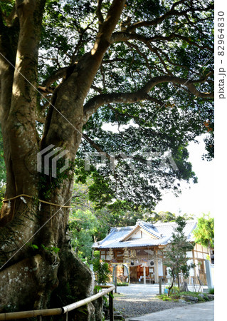 神明神社(御神木[山もがし]と御本殿)　【三重県鳥羽市相差町】 82964830