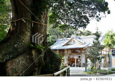 神明神社(御神木[山もがし]と御本殿)　【三重県鳥羽市相差町】 82964831