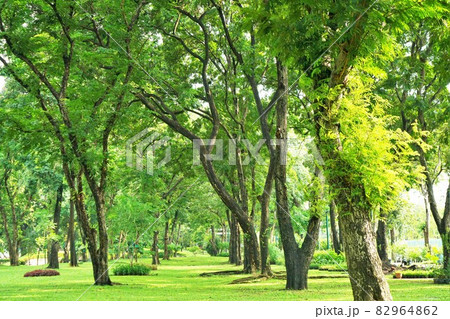 Scenery of Benjakitti Park, Bangkok, Thailand 82964862