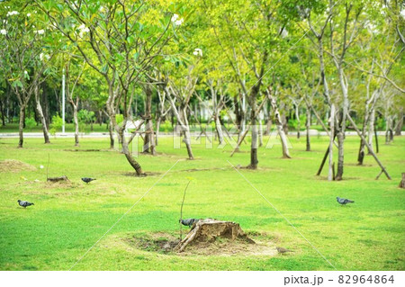 Scenery of Benjakitti Park, Bangkok, Thailand Scenery of Benjakitti Park, Bangkok, Thailand 82964864
