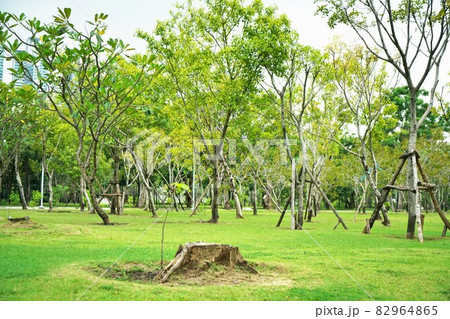 タイ・バンコク都内ベンジャキティ公園 82964865
