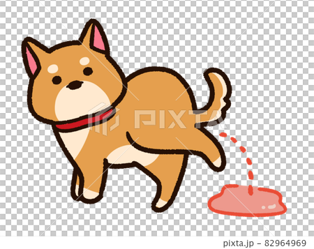 Shiba Inu with hematuria 82964969