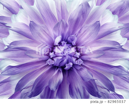 Floral purple background.  Dahlia  flower.  Close-up.  Nature. 82965037