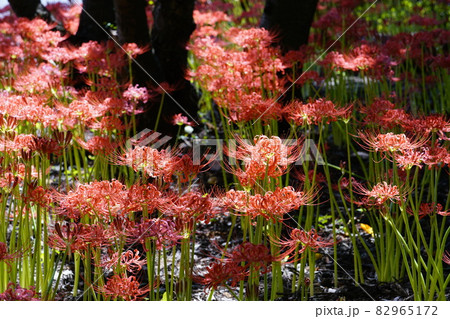 彼岸花のイメージ 82965172