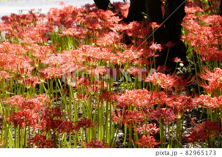彼岸花のイメージ 82965173