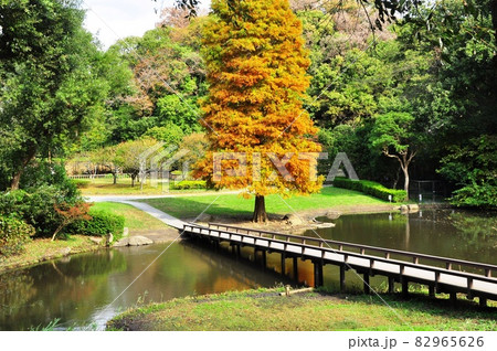 神奈川県藤沢市　新林公園　川名大池と黄葉 82965626