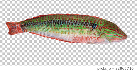 Halichoeres poecilopterus キュウセン 82965716