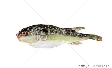 Takifugu alboplumbeus クサフグの水彩イラスト 82965717