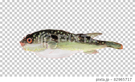 Takifugu alboplumbeus クサフグの水彩イラスト 82965717