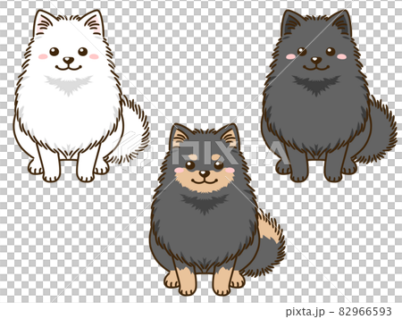 有各種毛色的博美犬 82966593