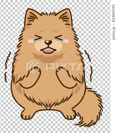 Frightened Pomeranian (orange) 82966595