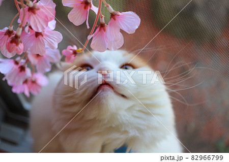 桜の花見をする猫 桜の花見をする猫 82966799