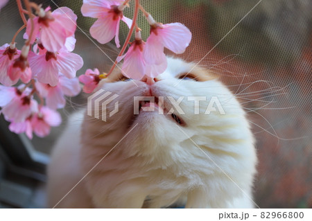 さくらの花見をする動物 82966800