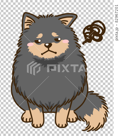 不滿意的博美犬(黑色和棕褐色) 不滿意的博美犬(黑色和棕褐色) 82967201