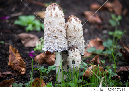 Closeup of coprinus group in a meadow 82967311