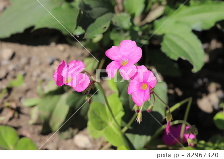 秋の庭に咲くハナカタバミのピンクの花 82967320