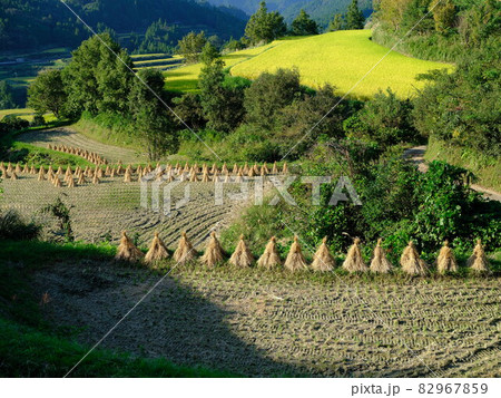 収穫前と収穫後の棚田 収穫前と収穫後の棚田 82967859
