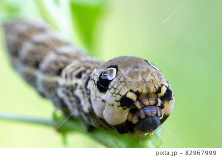 large caterpillars of Deilephila elpenor 82967999