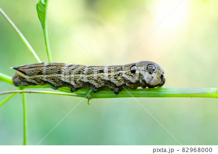 large caterpillars of Deilephila elpenor 82968000