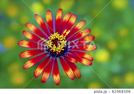 小さな花火オレンジのジニア 82968306