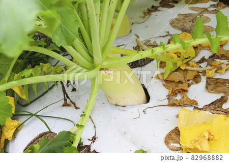 大根畑(土に埋まる大根)　 82968882