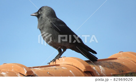 Hooded crow 82969020