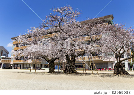 土浦市真鍋小学校の桜 82969088