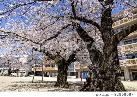 土浦市真鍋小学校の桜 土浦市真鍋小学校の桜 82969097