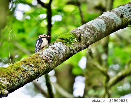 初夏の森林で子育てに励むキツツキ 初夏の森林で子育てに励むキツツキ 82969628