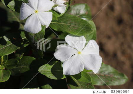 秋の庭に咲く白いニチニチソウの花 秋の庭に咲く白いニチニチソウの花 82969694