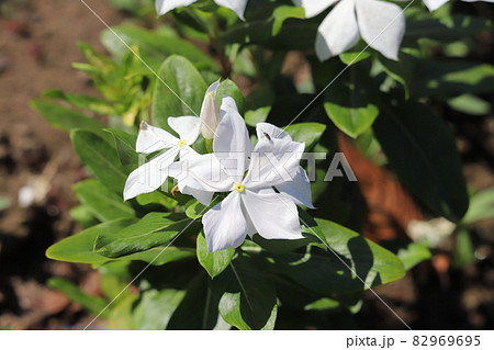 秋の庭に咲く白いニチニチソウの花 82969695