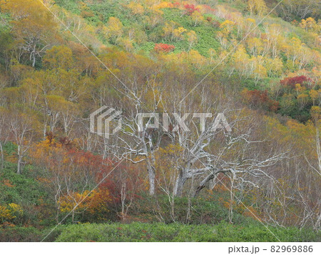 秋の栂池自然園 秋の栂池自然園 82969886
