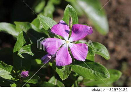 秋の庭に咲くピンク色のニチニチソウの花 秋の庭に咲くピンク色のニチニチソウの花 82970122
