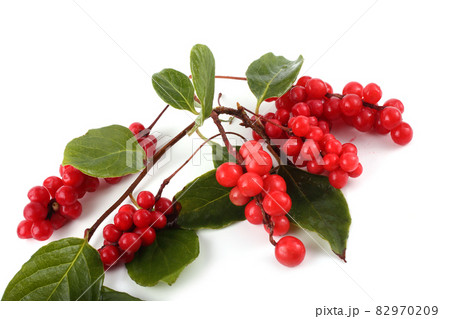 Schisandra chinensis with berries. Five flavour plant 82970209