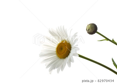 White chamomile and bud isolated on white 82970434